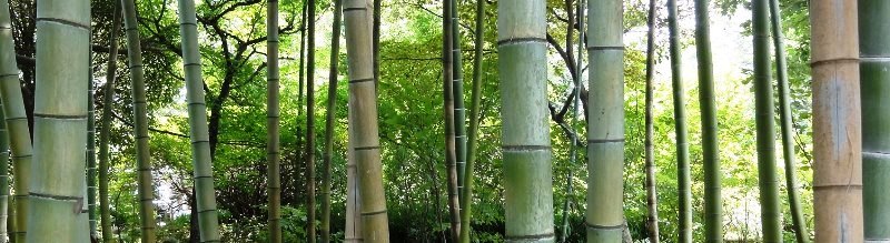 はればれ竹クラブ